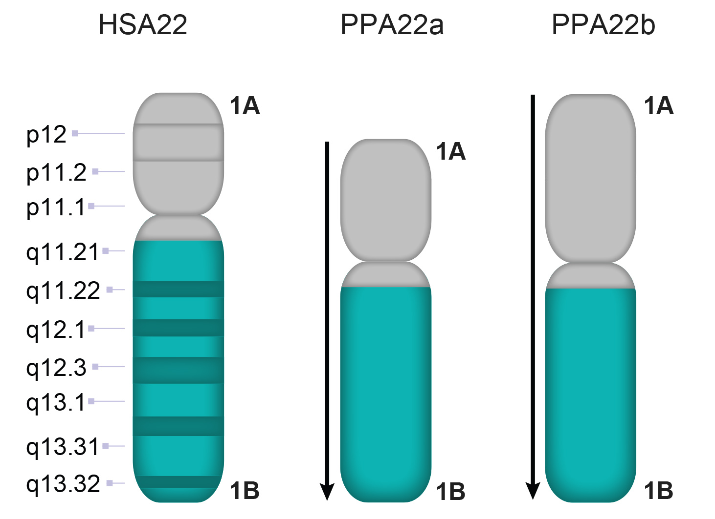 PPA22