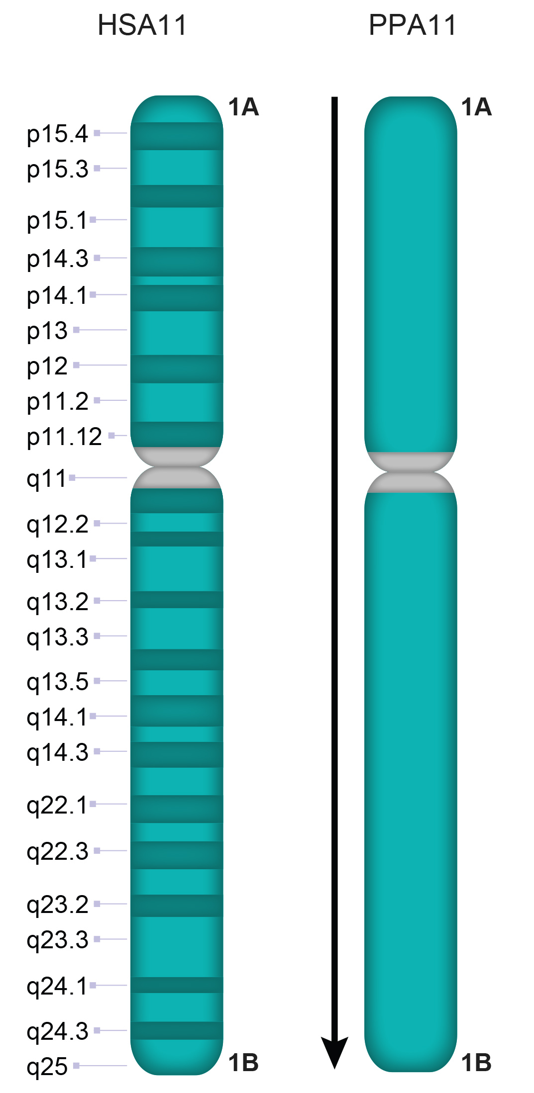 PPA11