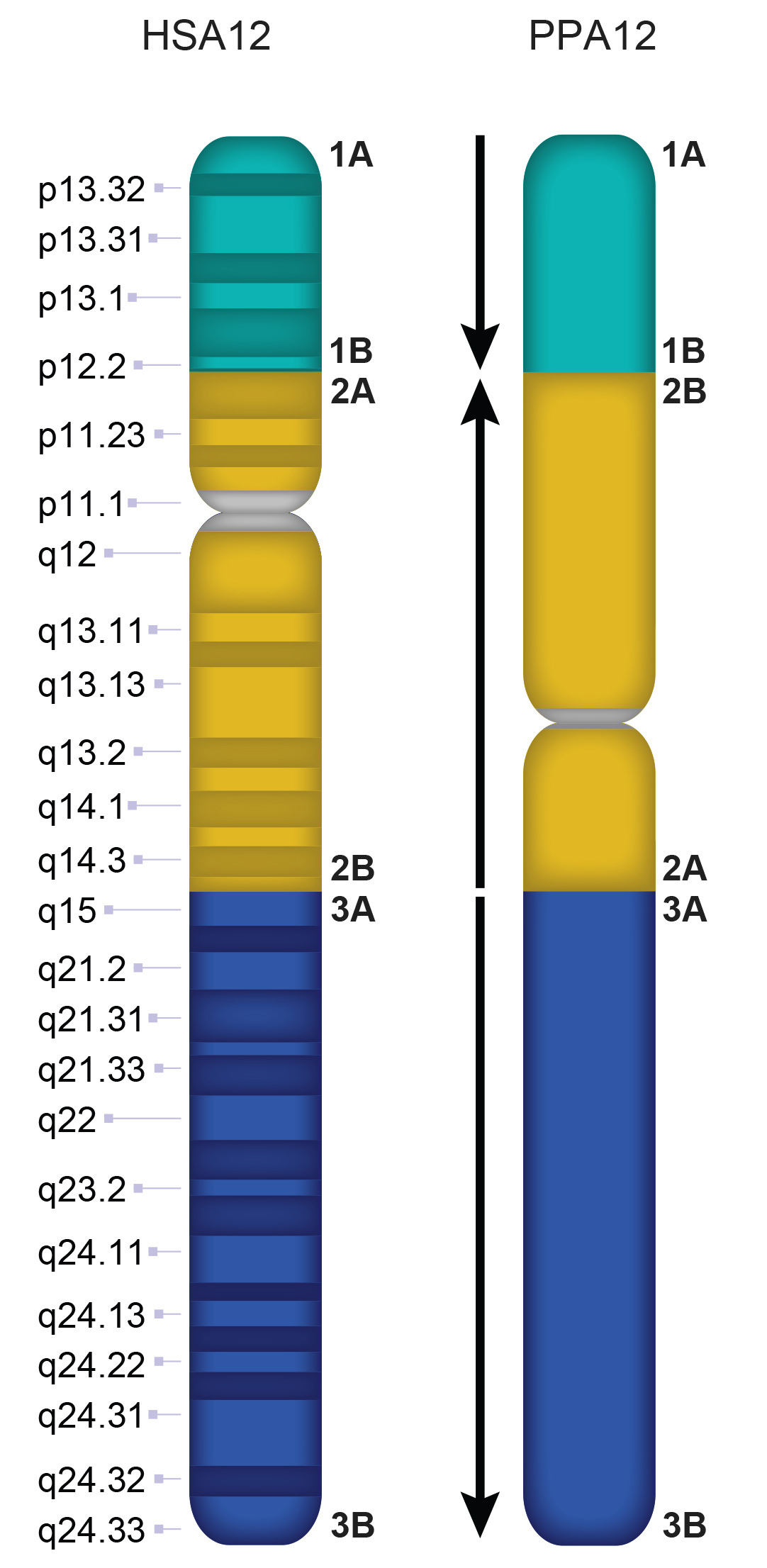 PPA12