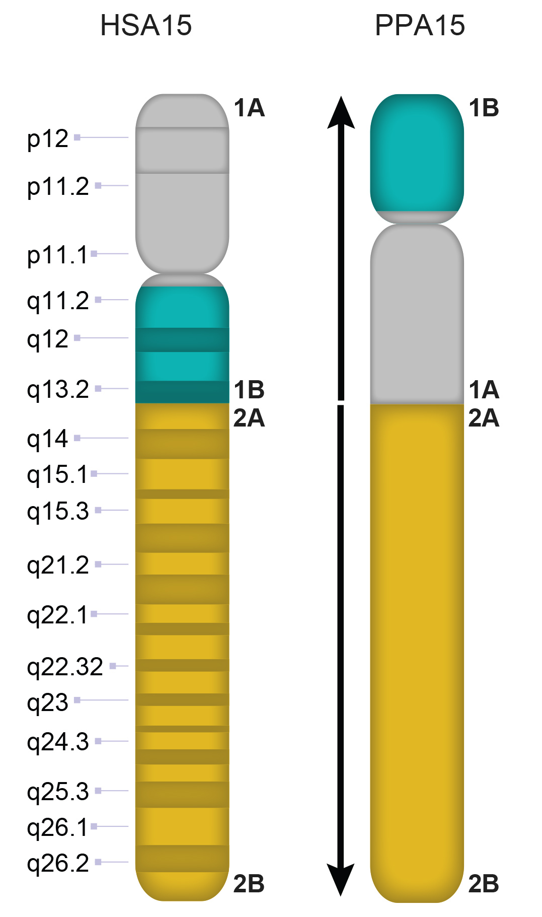 PPA15