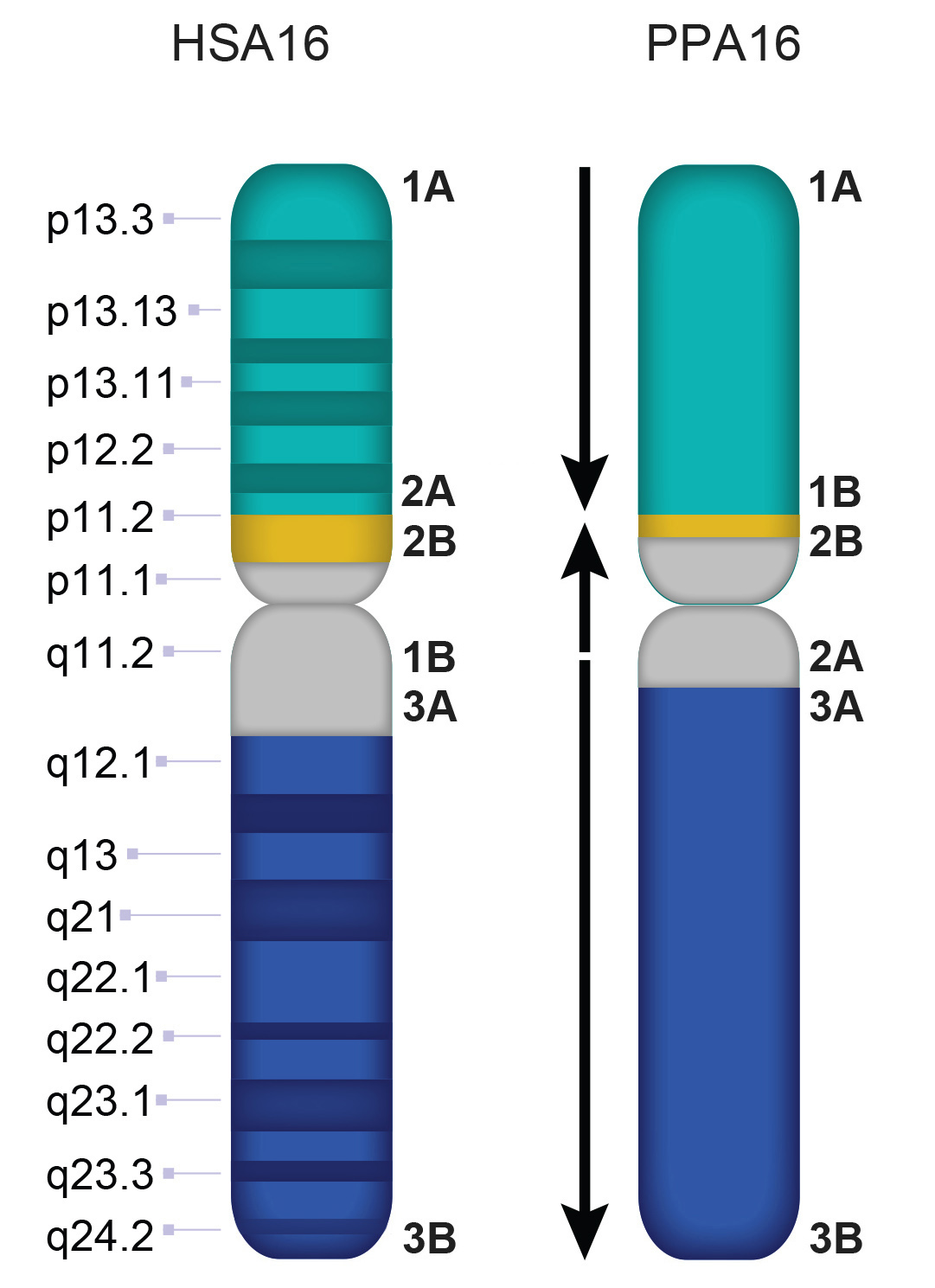 Chr16