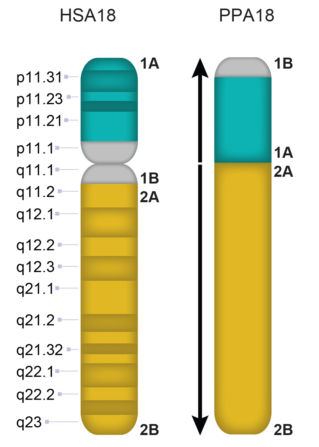 PPA18
