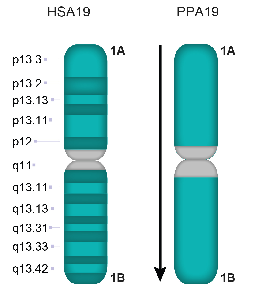 PPA19
