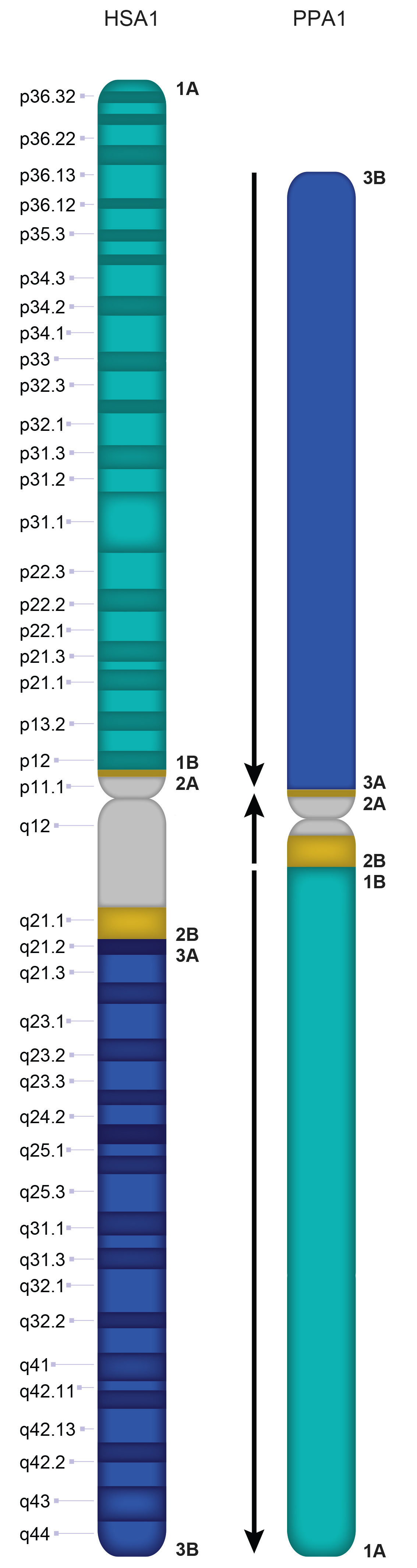 PPA1