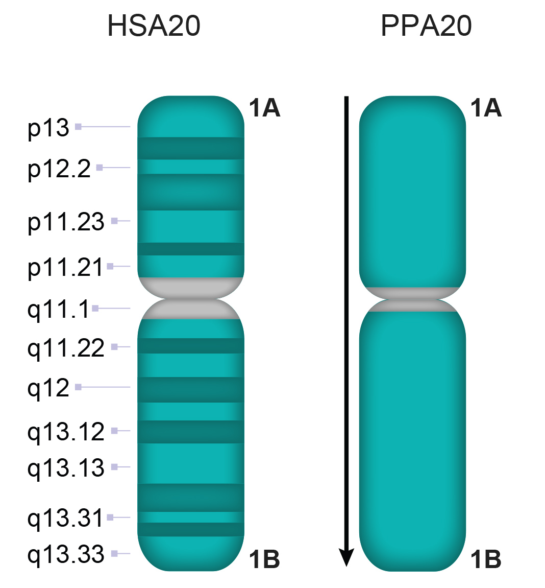 PPA20