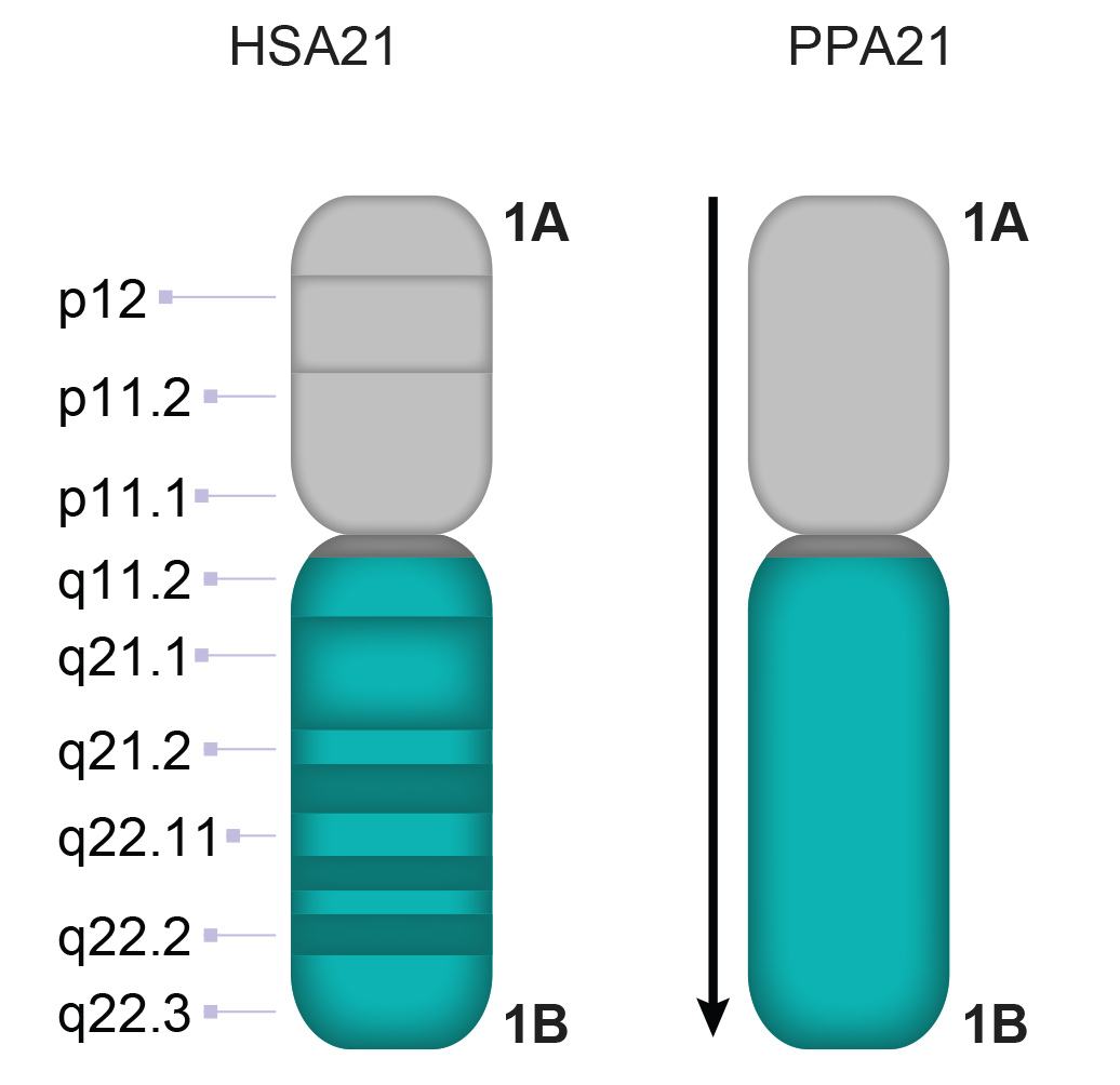 PPA21