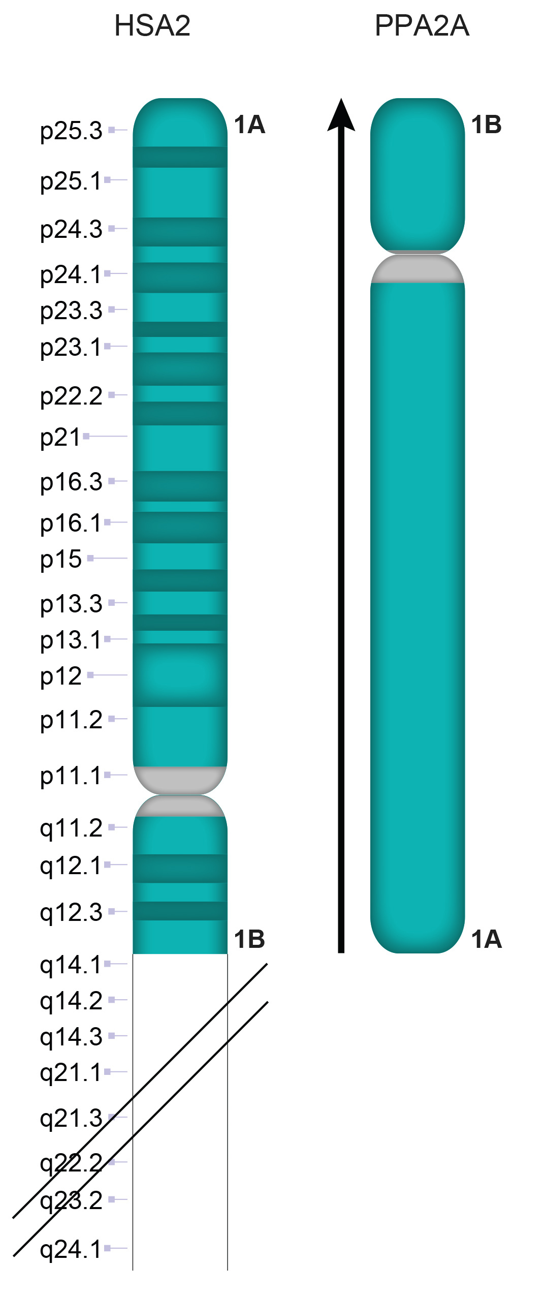 PPA2a