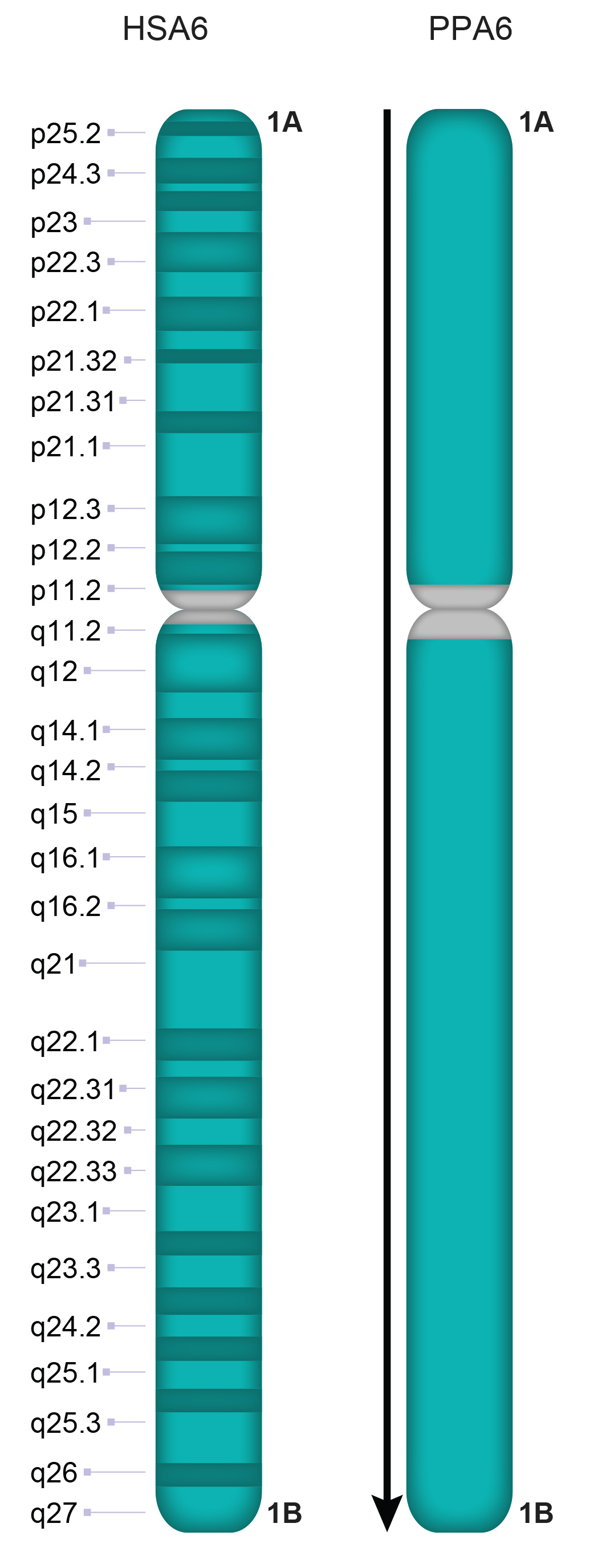 PPA6