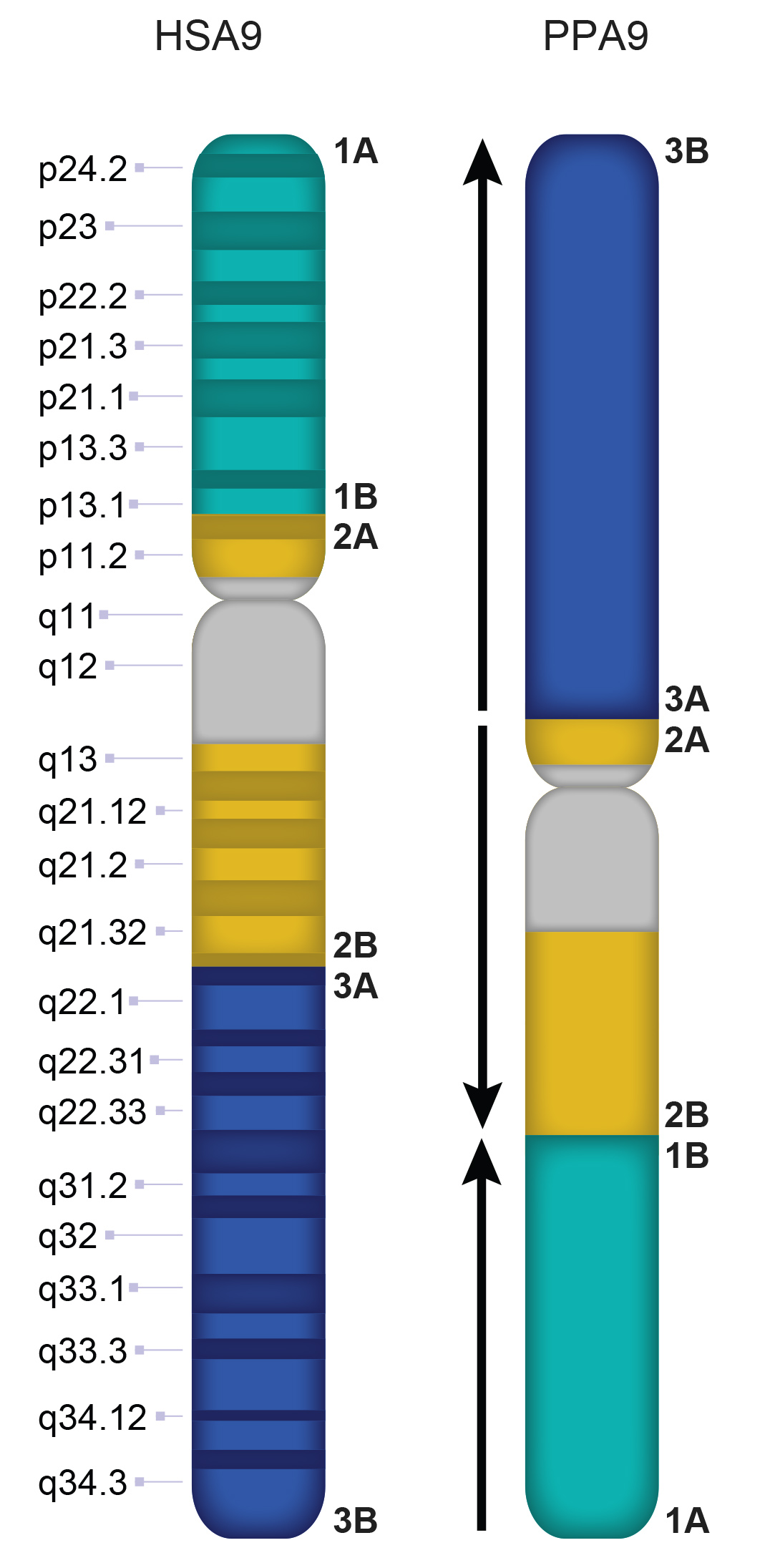 PPA9