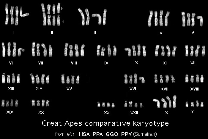 Primate karyotype.